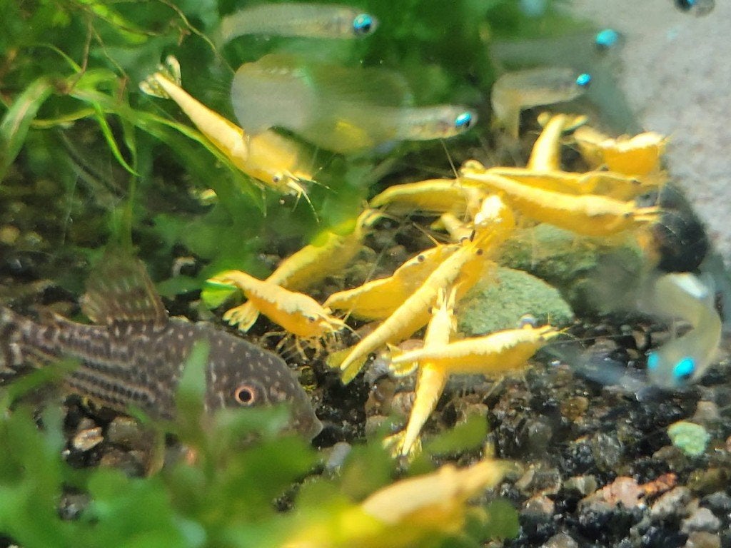 Hobbyaquarium 7 x overzicht garnalen  start verkoop 5 aug, Kreeft, Krab of Garnaal, Zoetwatervis