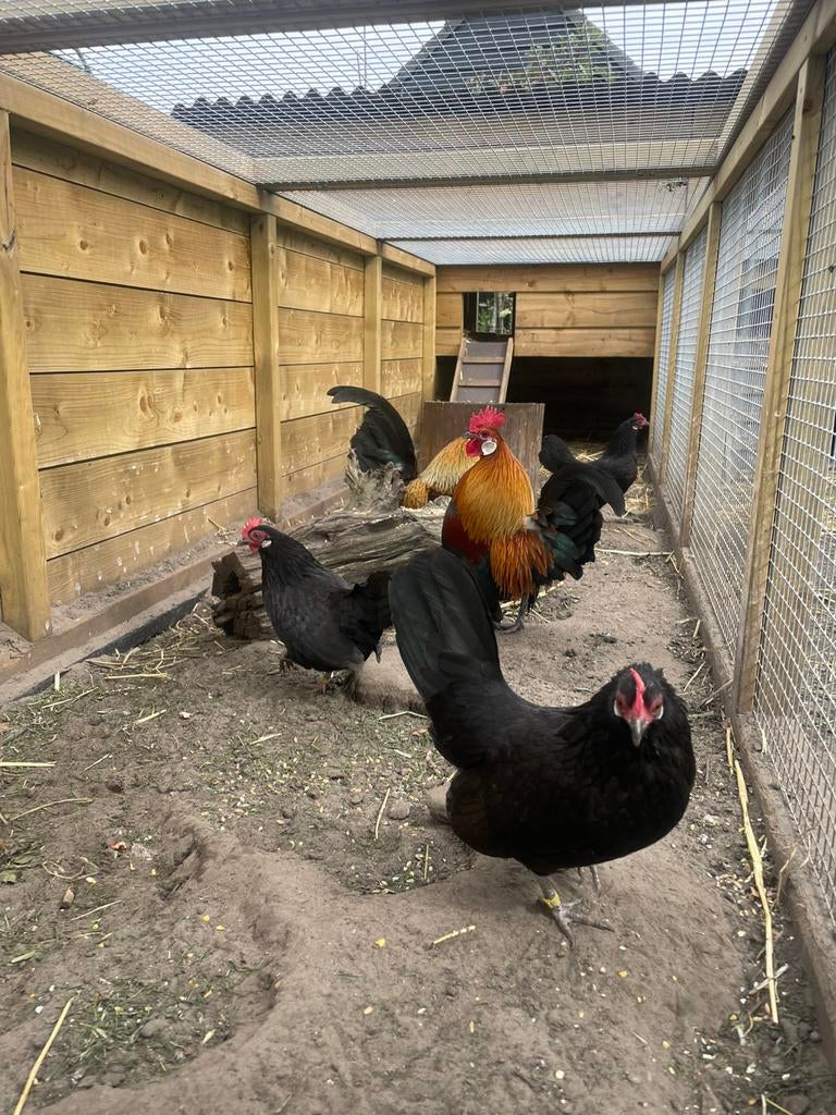 Broedeieren hollandse kriel, Meerdere dieren, Kip