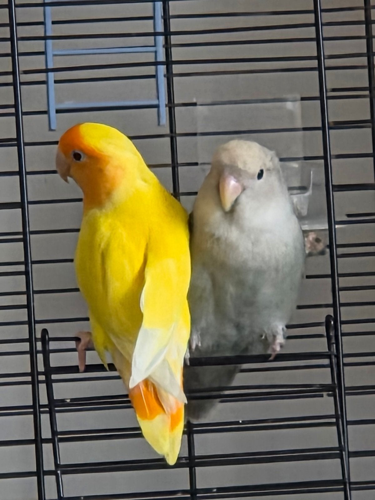 Koppel agapornis (dwergpapegaaien), Meerdere dieren, Dwergpapegaai of Agapornis, Tam