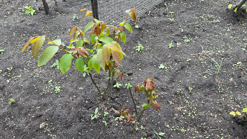 Walnootboompjes - Jonge Juglans Regia planten/walnotenboom, Tuin en Terras, Volle zon, Vaste plant, Ophalen of Verzenden, Fruitplanten