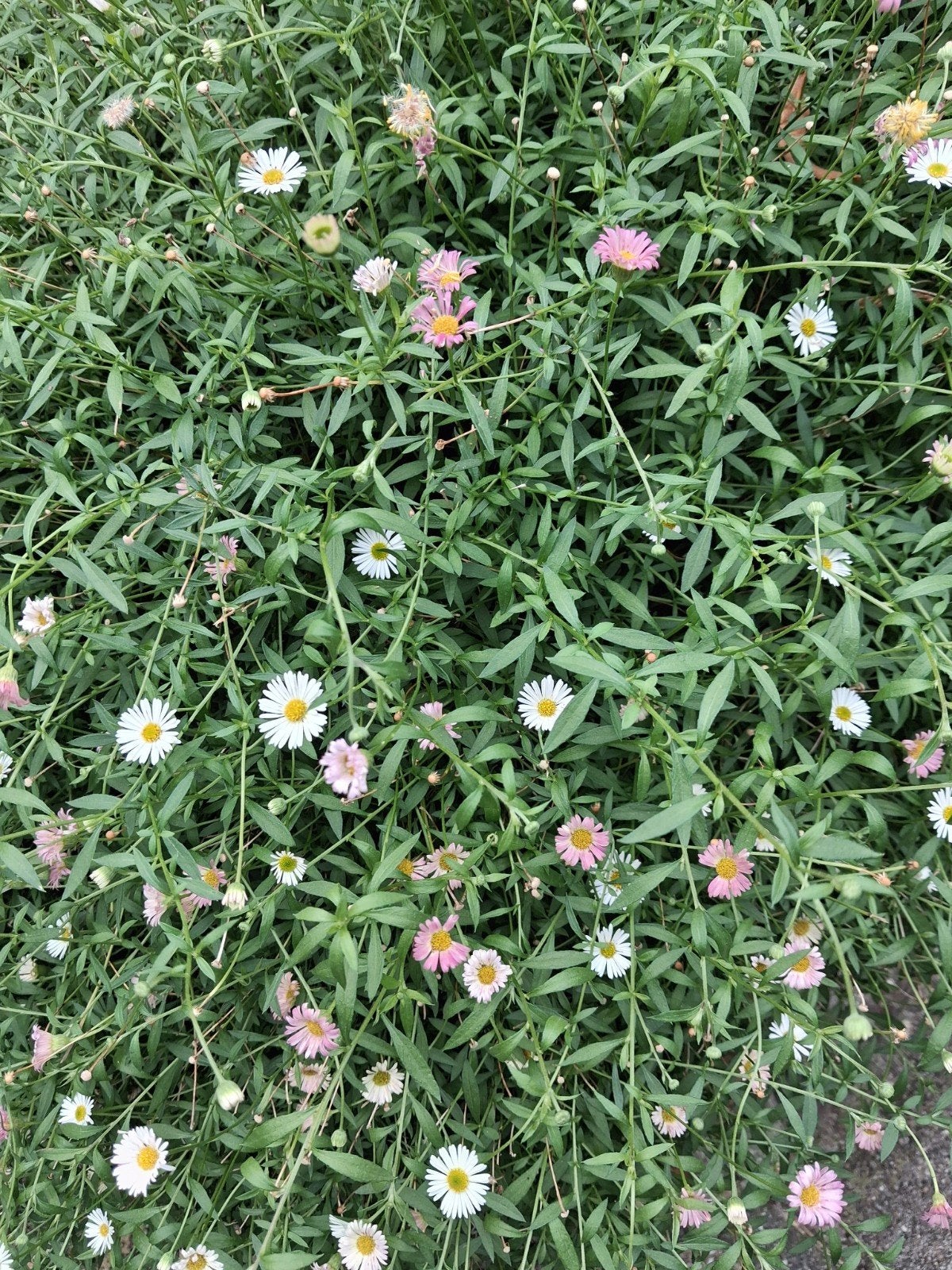 stekjes erigeron, fijnstraal., Tuin en Terras, Ophalen, Bodembedekkers, Volle zon, Vaste plant