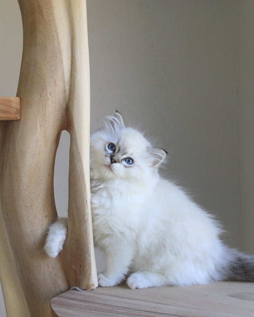 Ragdoll Kittens, Meerdere dieren, Met stamboom, 0 tot 2 jaar