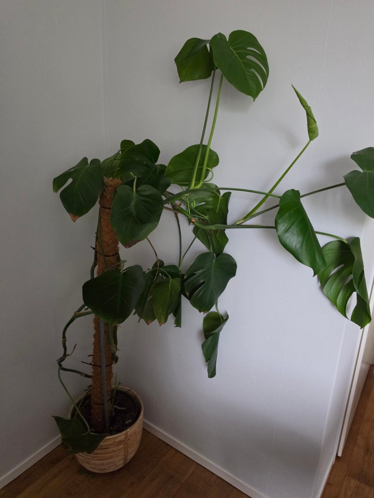 Grote Monstera Deliciosa met mosstok en sierpot, Ophalen, Overige soorten, Halfschaduw, In pot