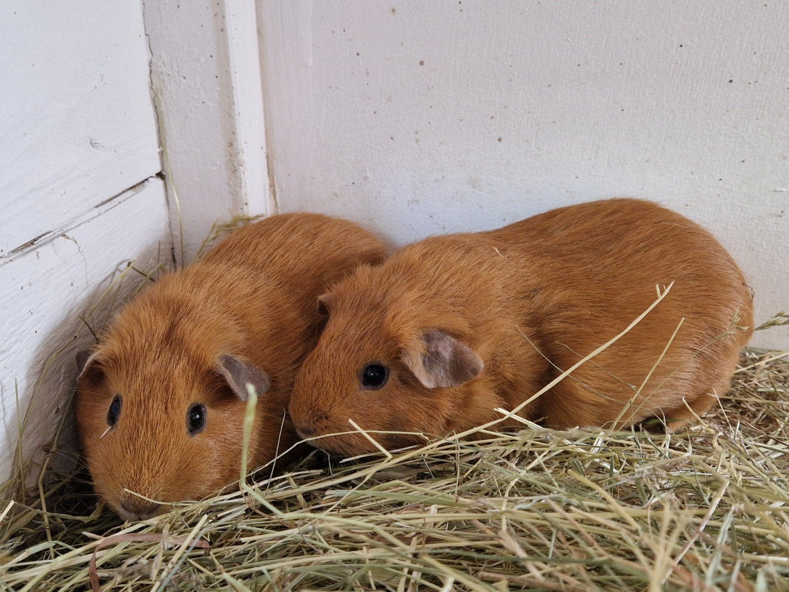 zeugen uit de opvang zoeken goed tehuis, Mei, Vrouwelijk, Cavia