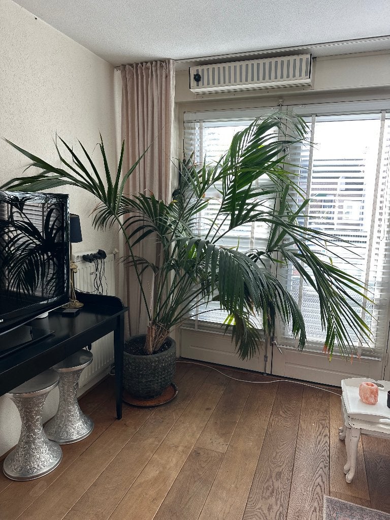 Palm plant met mooie zware pot, Huis en Inrichting, Ophalen, 200 cm of meer, Palm, Halfschaduw