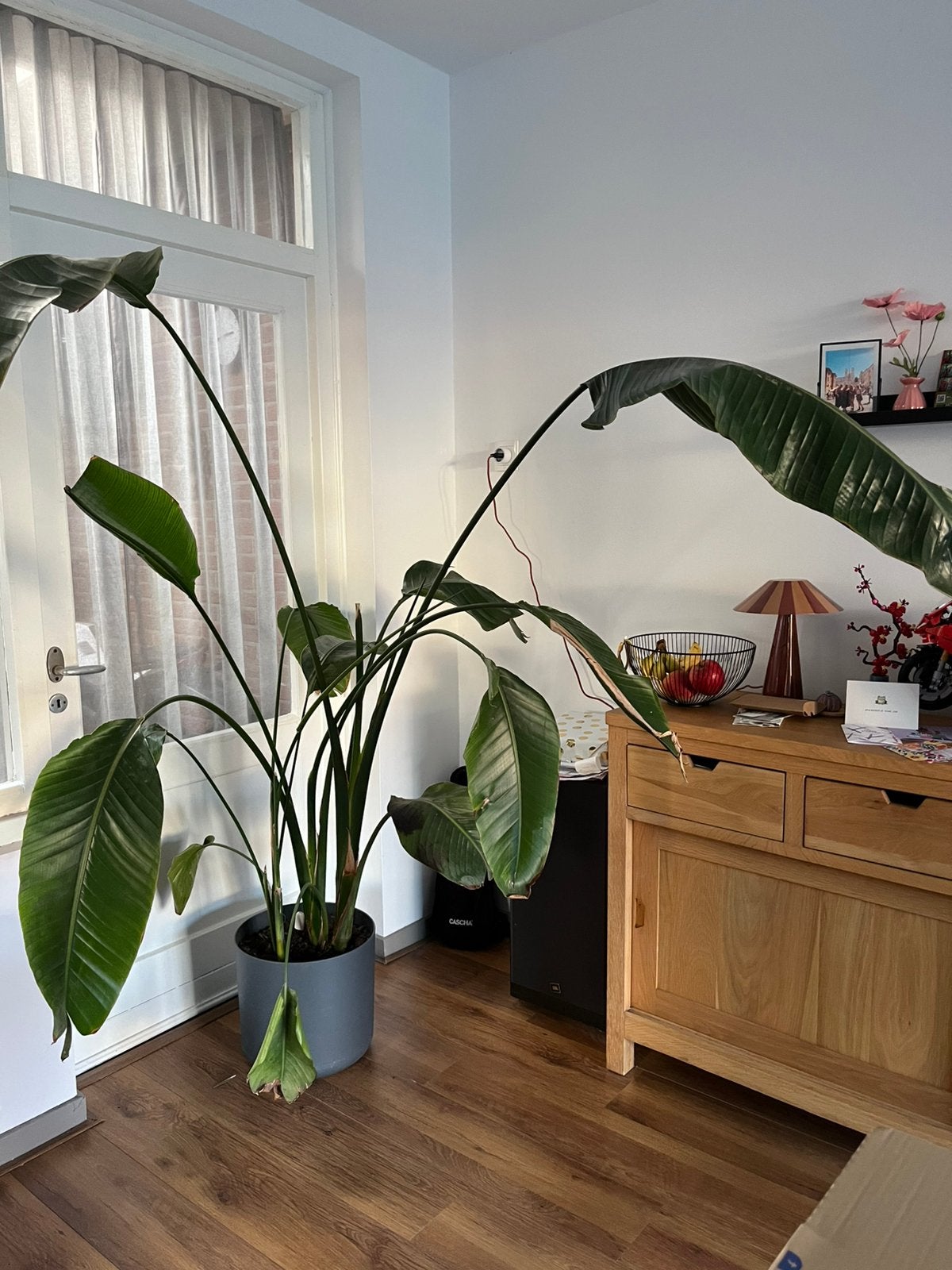 Grote plant (Strelitzia Nicolai, paradijsvogelplant) met pot, Ophalen, Halfschaduw, 200 cm of meer