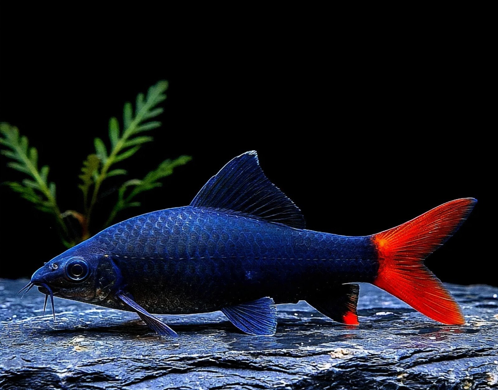 Grote Labeo Bicolor, Dieren en Toebehoren, Vis, Zoetwatervis