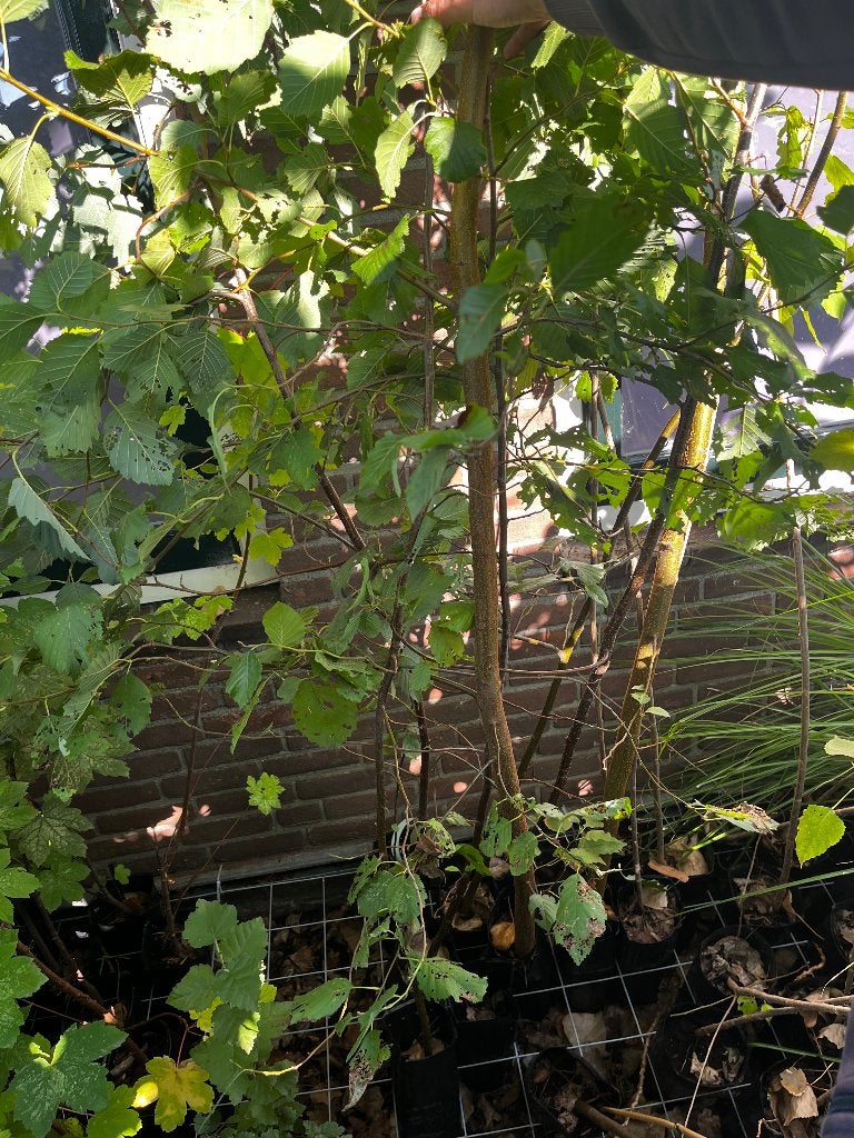 Boompjes - esdoorn, ratelpopulier, zwarte els, Overige soorten, 100 tot 250 cm, Ophalen, Volle zon