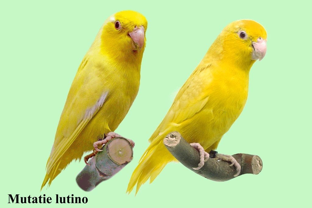 forpussen gezocht, Meerdere dieren