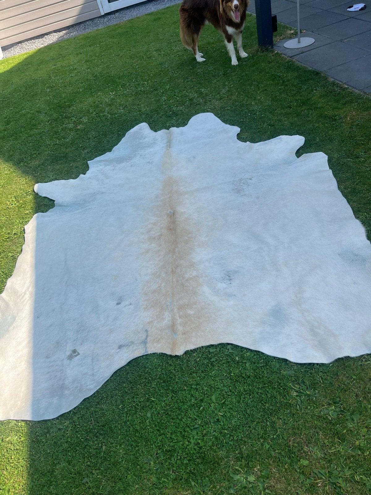 Prachtig wit koeienvel, Gebruikt, Wit, 150 tot 200 cm, 200 cm of meer