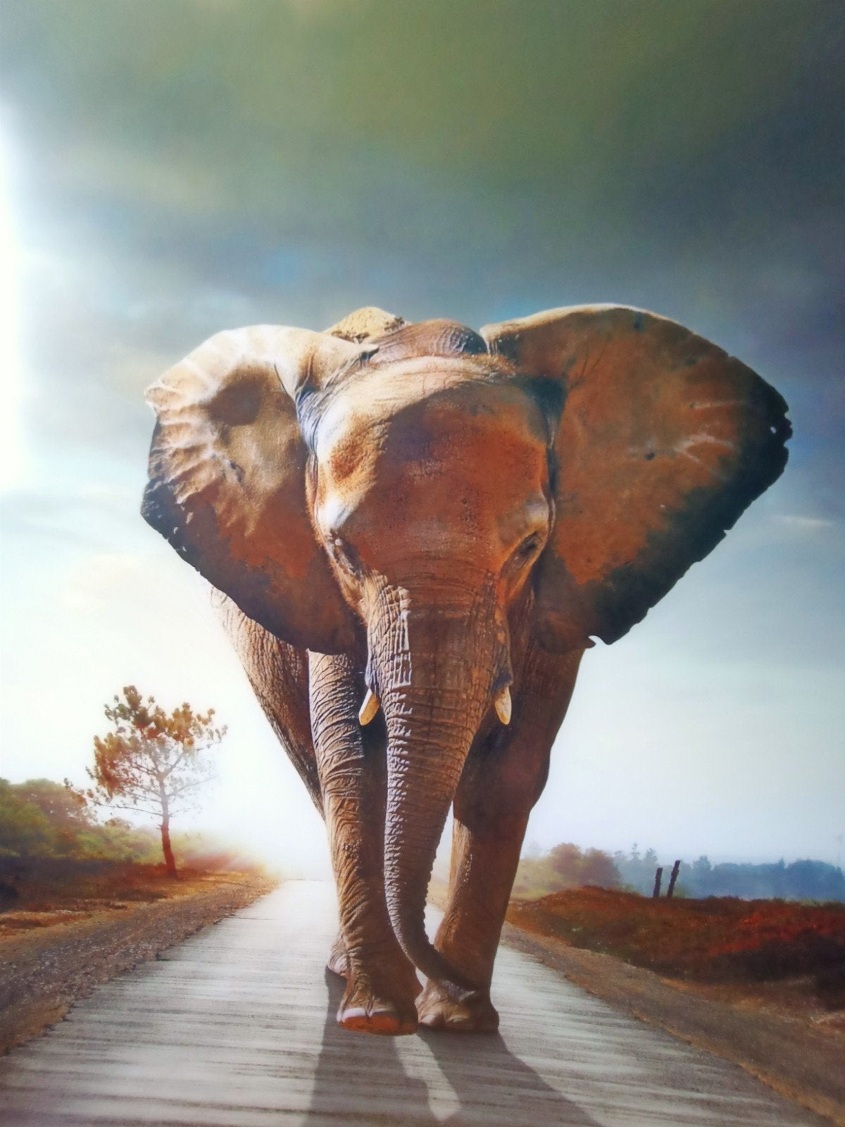 Grote wanddecoratie olifant op weg - 180x120 cm, Huis en Inrichting, Woonaccessoires | Schilderijen, Tekeningen en Foto's, Ophalen