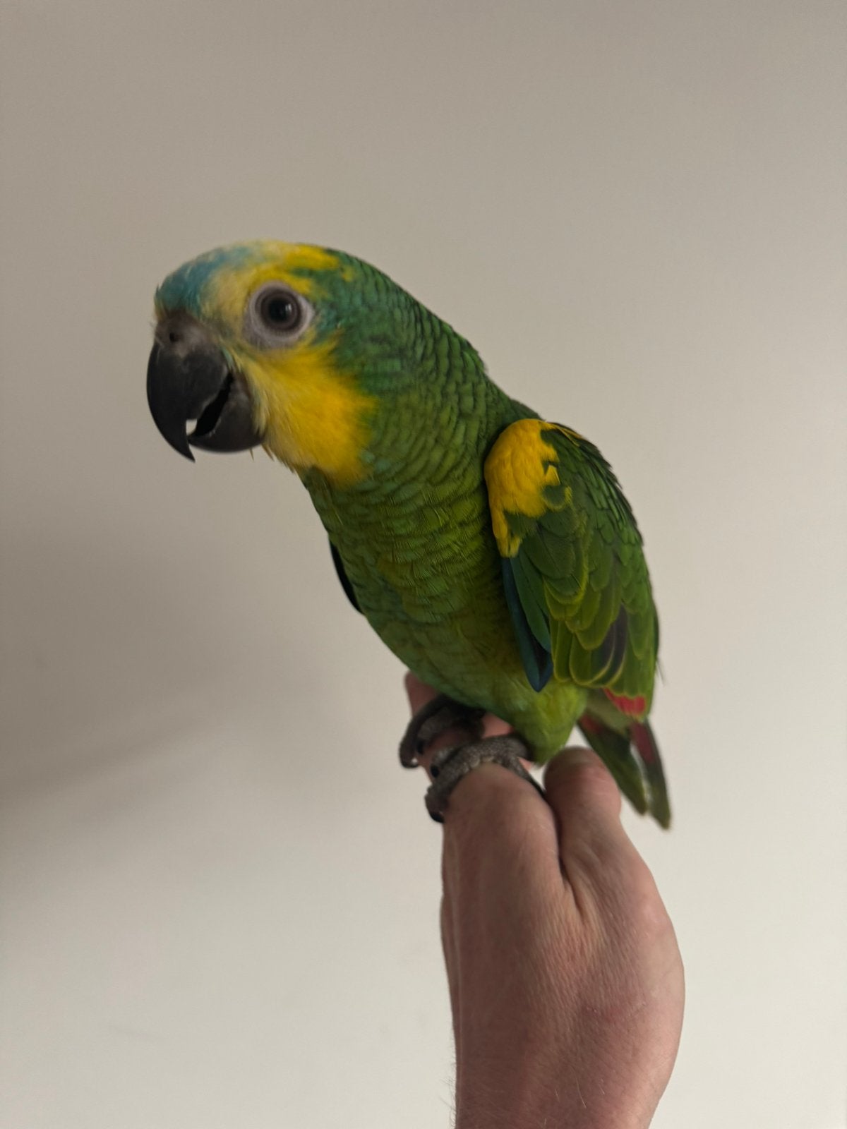 Super tamme blauw voorhoofd amazone baby’s, Dieren en Toebehoren, Meerdere dieren, Papegaai, Tam