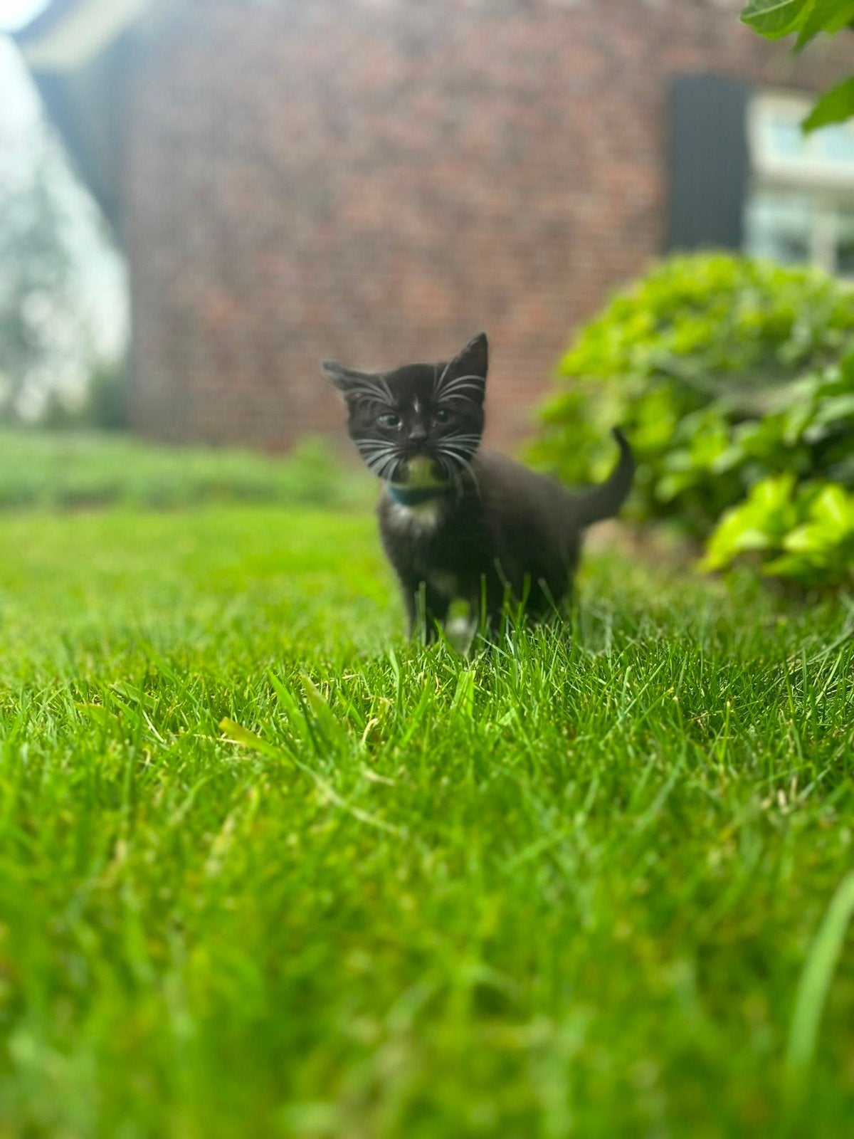 Tamme boerderijkittens te koop, Dieren en Toebehoren, Meerdere dieren, Kortharig, 0 tot 2 jaar