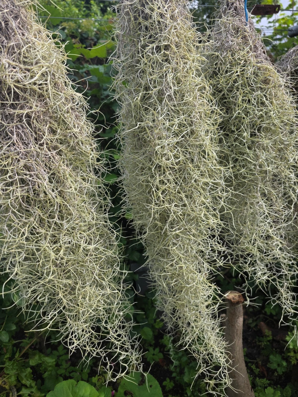 Tilantia bos 50 cm, Ophalen of Verzenden, Halfschaduw, Minder dan 100 cm