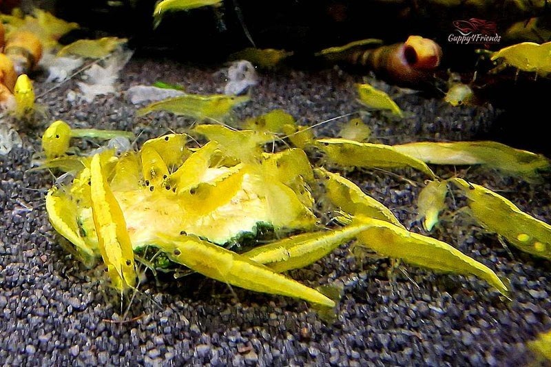 Gele neocaridina garnalen (neon yellow backstripe), Kreeft, Krab of Garnaal