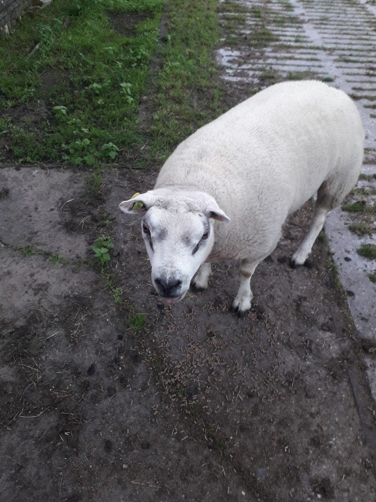 Te koop texelaar dekram, Mannelijk, Schaap, 0 tot 2 jaar