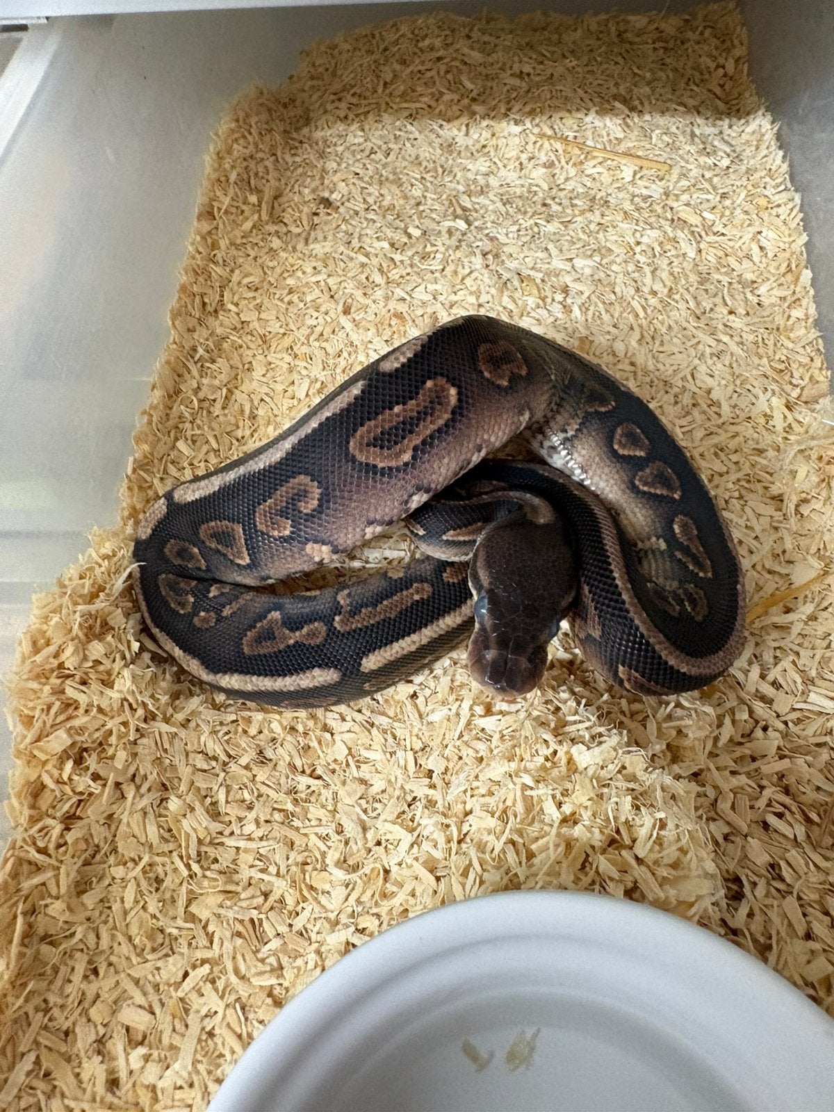 Manntjes cinnamon poss het dg koningspython ballpython Ball Python photo 2