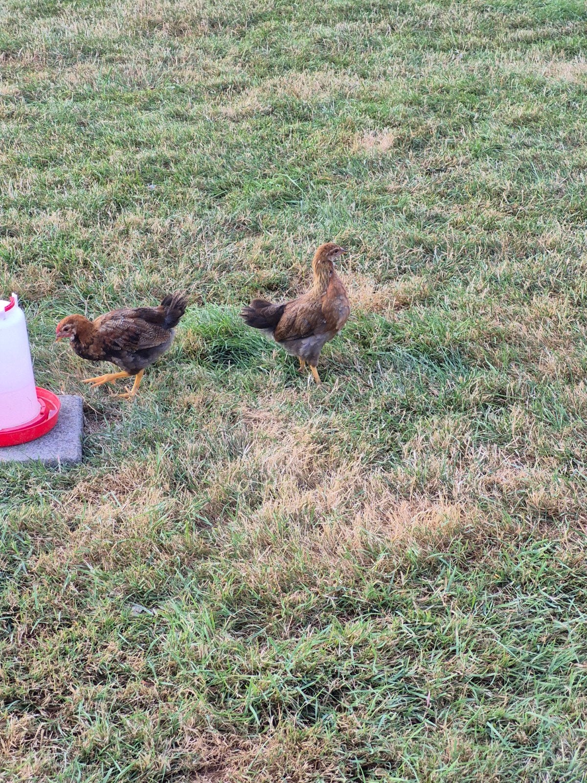 2 jonge kuikens te koop, Dieren en Toebehoren, Pluimvee, Meerdere dieren, Kip