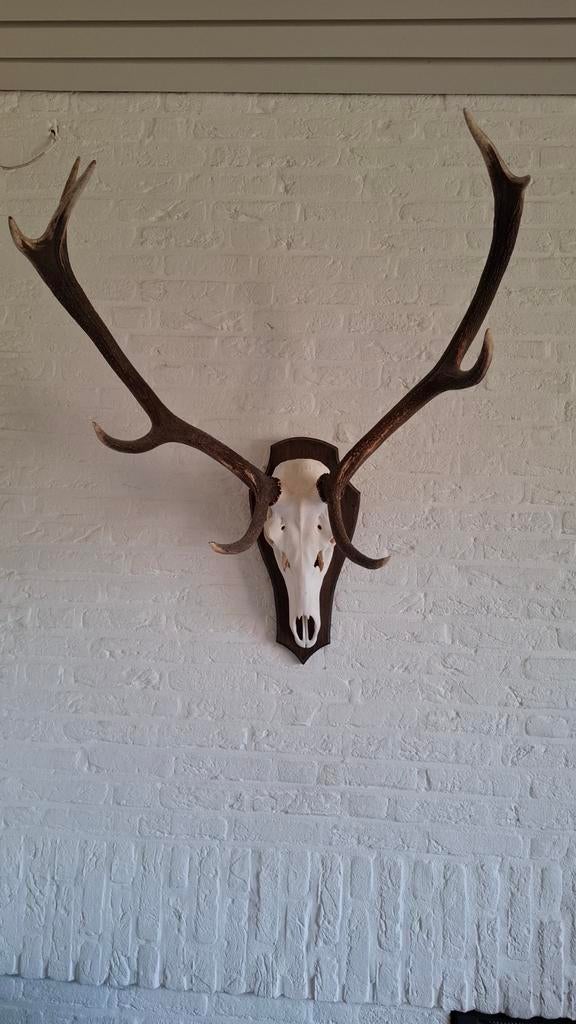 Hertengewei groot, Verzamelen, Dierenverzamelingen, Ophalen, Zo goed als nieuw, Beeldje of Figuurtje