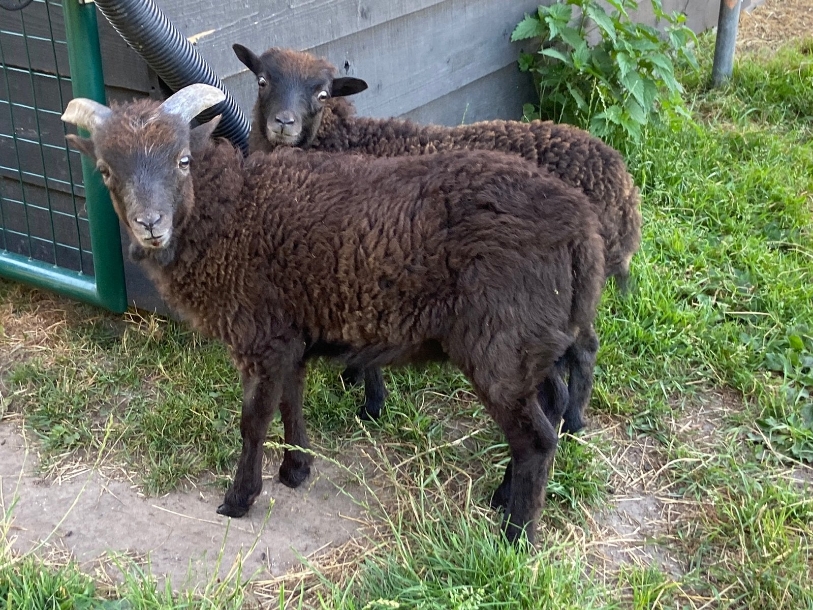 Mooie Ouessant ram lam Koen grise stamboek ouders, Mannelijk, Schaap, 0 tot 2 jaar