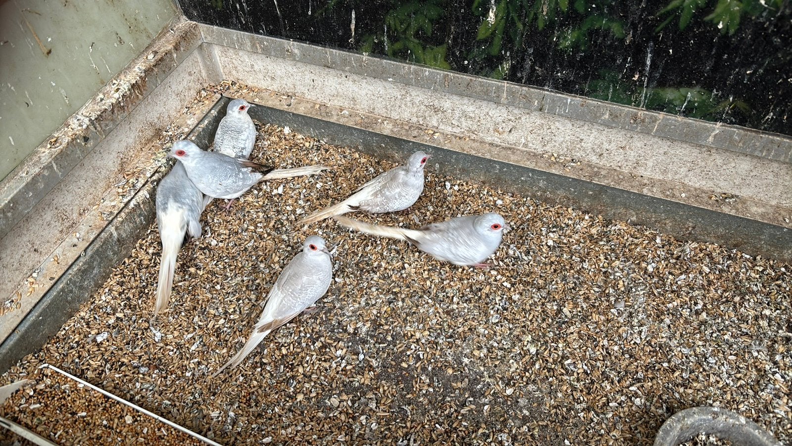 Te koop diamanduiven, Meerdere dieren