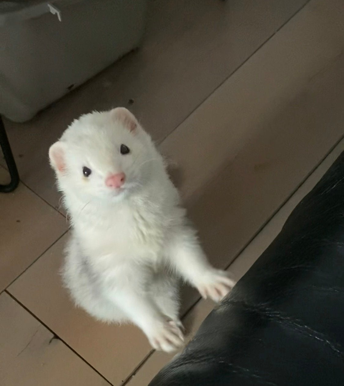 Fretje fretten gezocht, Dieren en Toebehoren, Juli, Geslacht onbekend