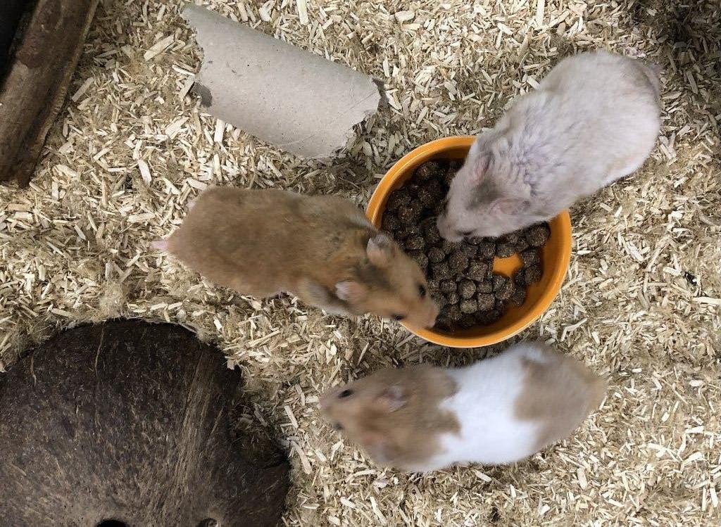 Goudhamster / Syrische hamster man (8wkn), Dieren en Toebehoren, Hamster, Augustus, Mannelijk, Tam