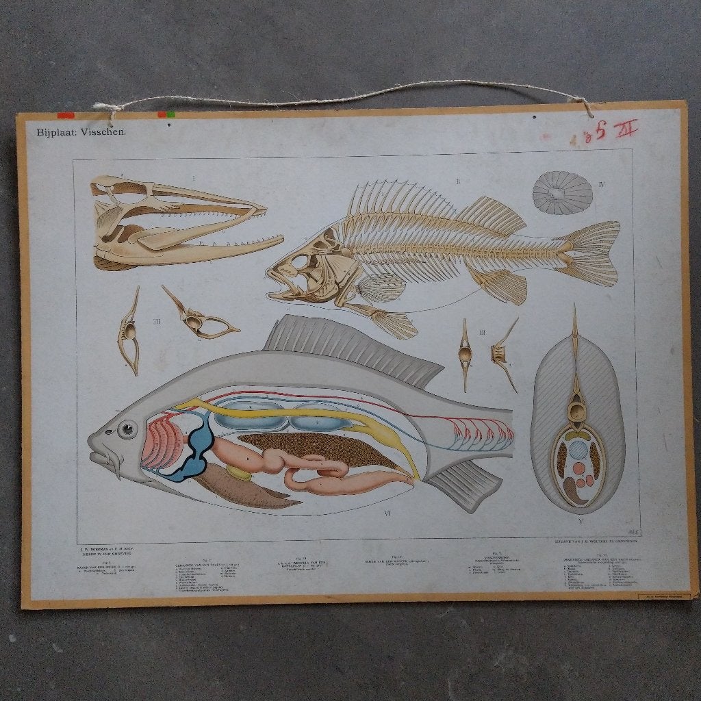 Bijplaat Visschen - 1915, Ophalen of Verzenden, Natuur en Biologie