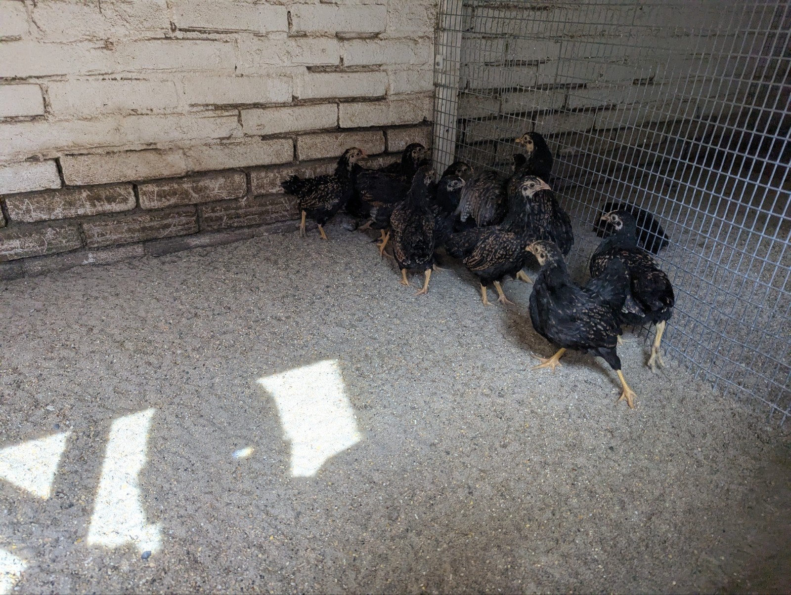 Barnevelder kriel hennen neem, Vrouwelijk, Kip