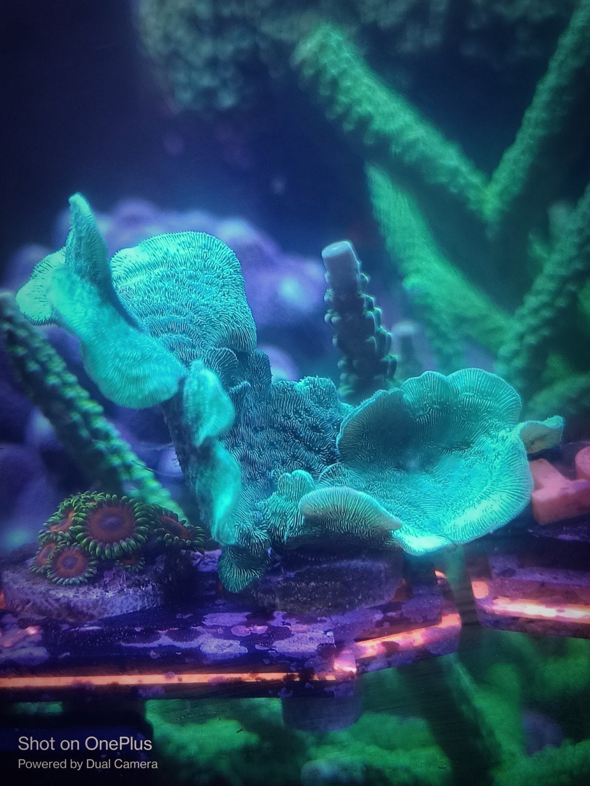Pavona cactus koraal stekken, Overige typen, Zoutwatervis