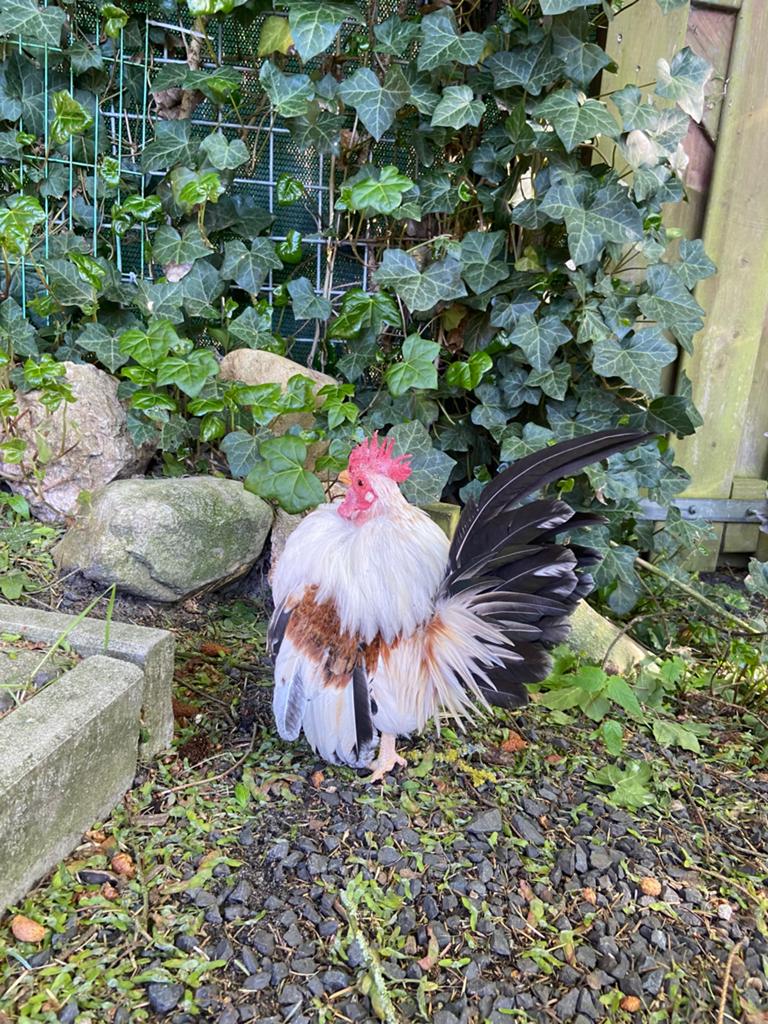 Serama hanen, Dieren en Toebehoren, Pluimvee, Mannelijk, Kip