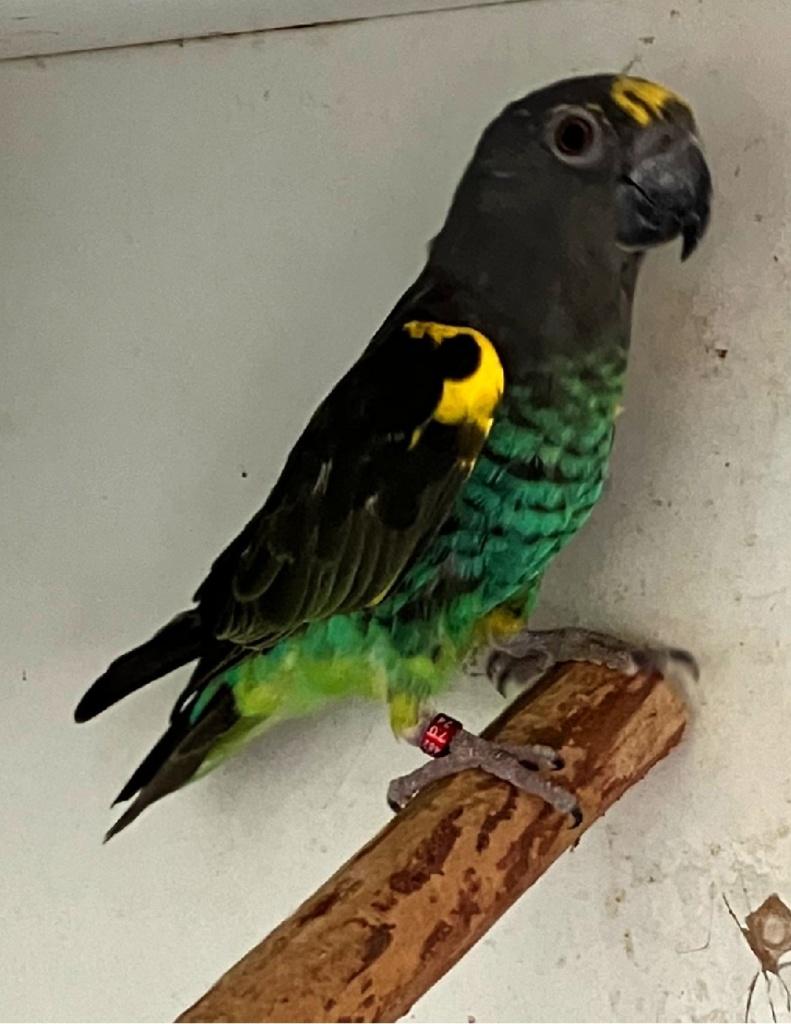 2-0  Poicephalus Meyeri Saturatus 2024, Dieren en Toebehoren, Mannelijk, Papegaai, Geringd