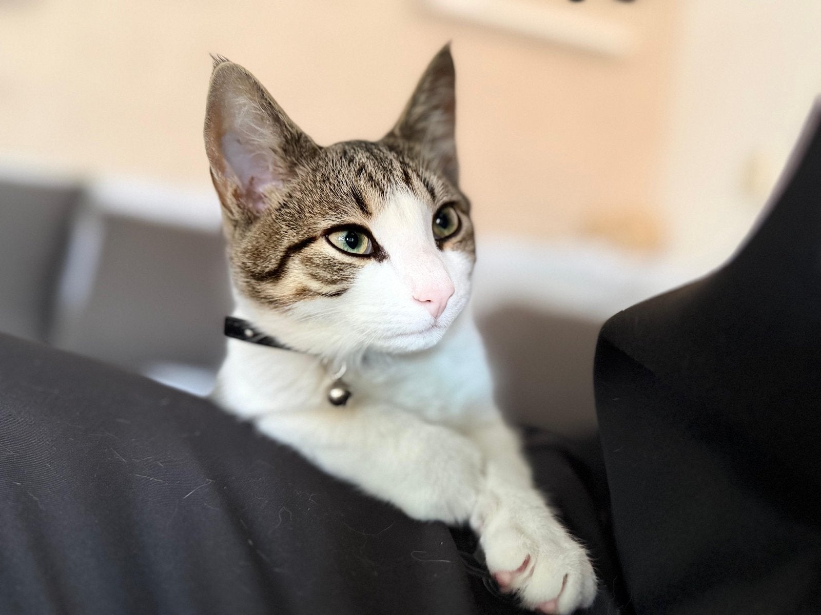 Mimi, Dieren en Toebehoren, Kater