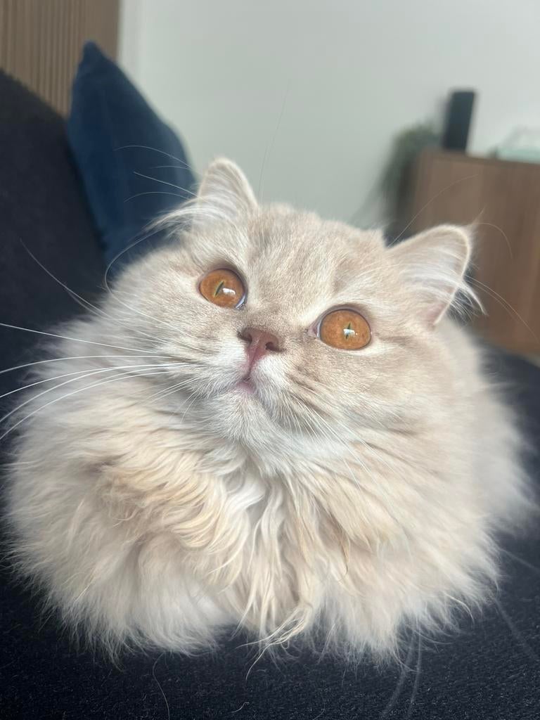 Dekkater gezocht voor ons loetje