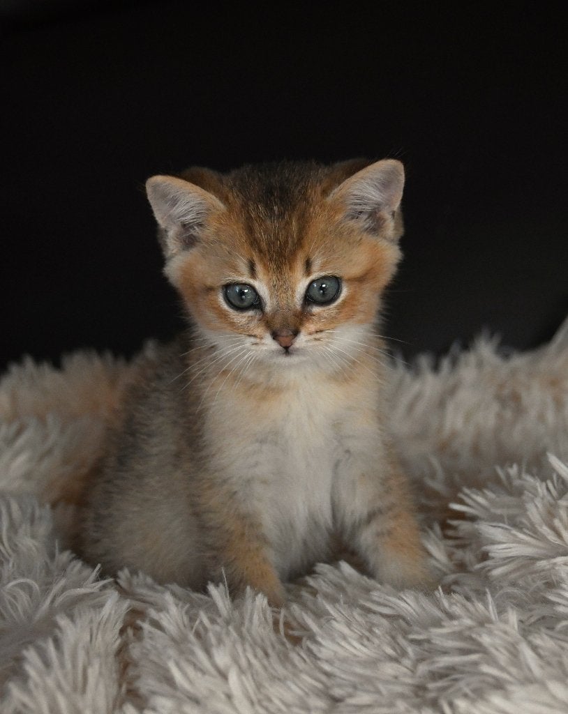 Superlieve Britse korthaar kitten (katertje), golden shaded, Kater, Ontwormd, 0 tot 2 jaar