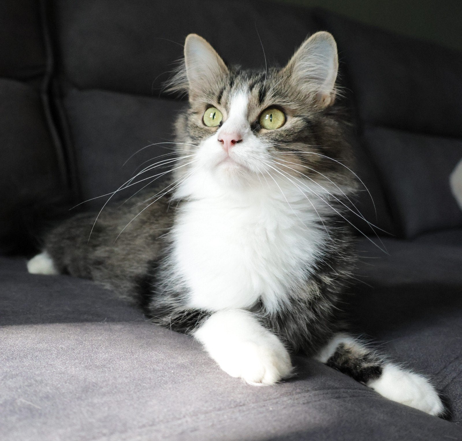 Zeldzame American Ringtail xMaine Coon poes(Mega knuffelig!), Poes, Gechipt, 0 tot 2 jaar