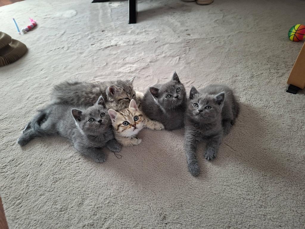 Prachtige lieve Britse korthaar kittens, Meerdere dieren, Ontwormd, 0 tot 2 jaar
