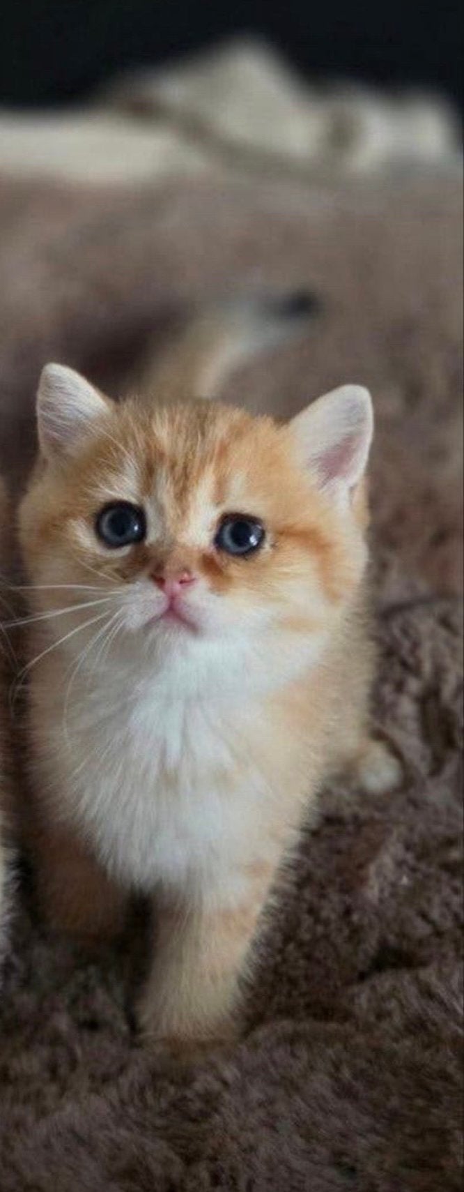 golden shaded britse korthaar kitten, Poes, Met stamboom, 0 tot 2 jaar