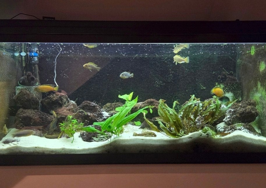 Groot Eheim aquarium, voor weinig, Ophalen, Gebruikt, Leeg aquarium