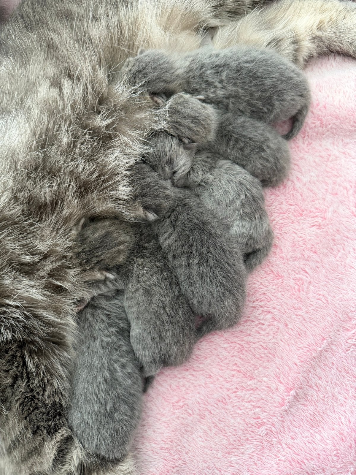 6 lieve britse kittens zoeken straks een gouden mandje., Poes, Kortharig, 0 tot 2 jaar