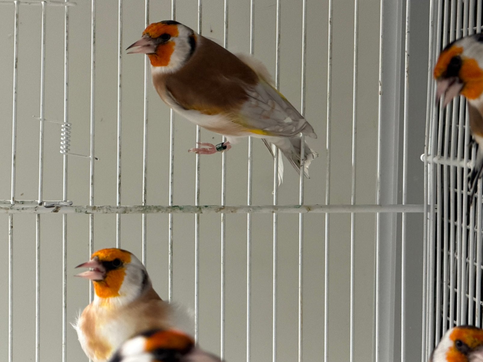 Phaeo Putters Distelvink Carduelis, Mannelijk, Wildzangvogel, Geringd