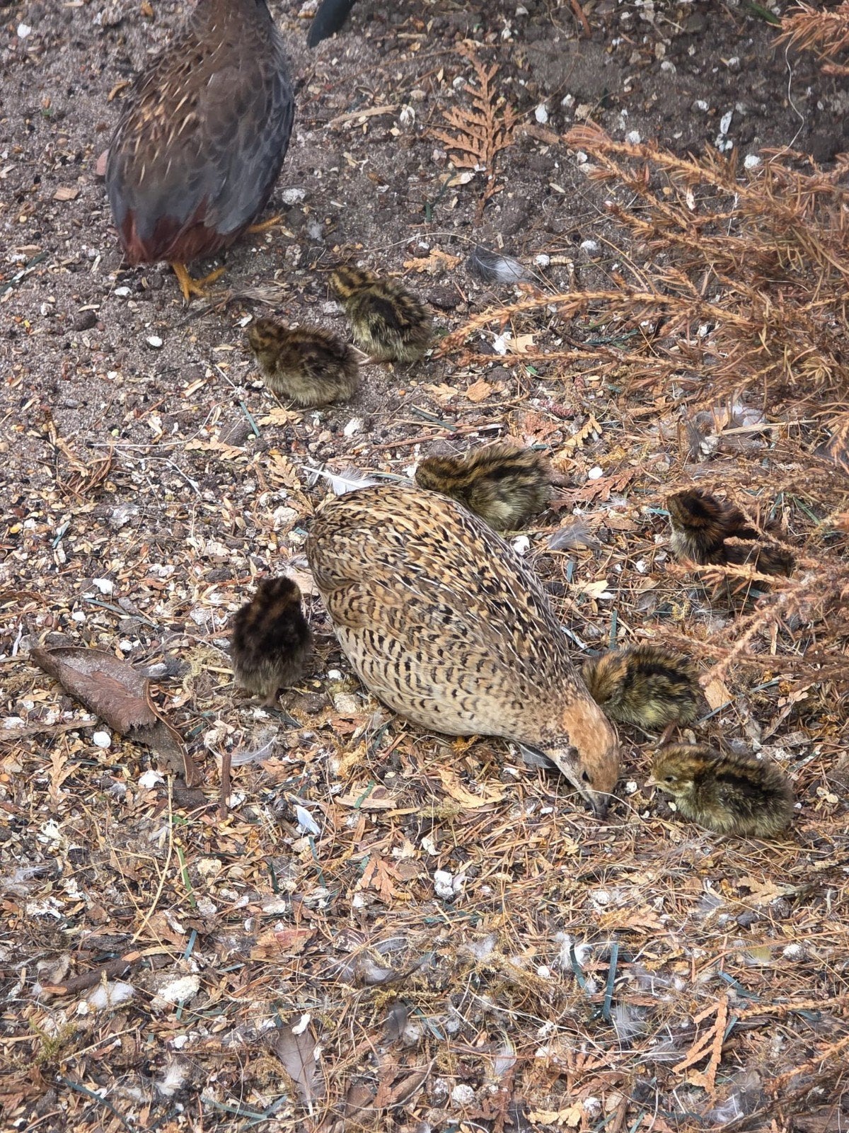 chinese dwergkwartels, Dieren en Toebehoren, Vogels | Overige Vogels, Meerdere dieren, Tropenvogel