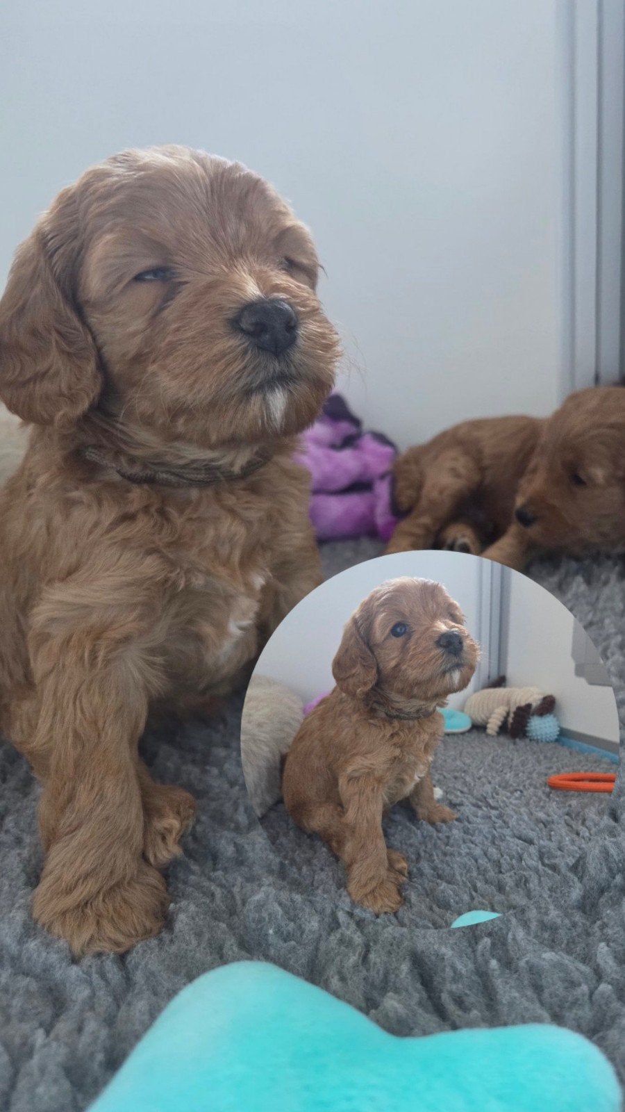 mini labradoodles, Overige rassen, 8 tot 15 weken, Meerdere, Meerdere dieren