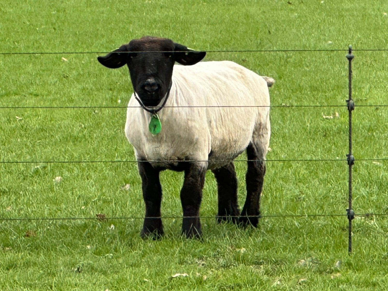 Suffolk ooi stamboek, Dieren en Toebehoren, Schapen, Geiten en Varkens, Vrouwelijk, Schaap