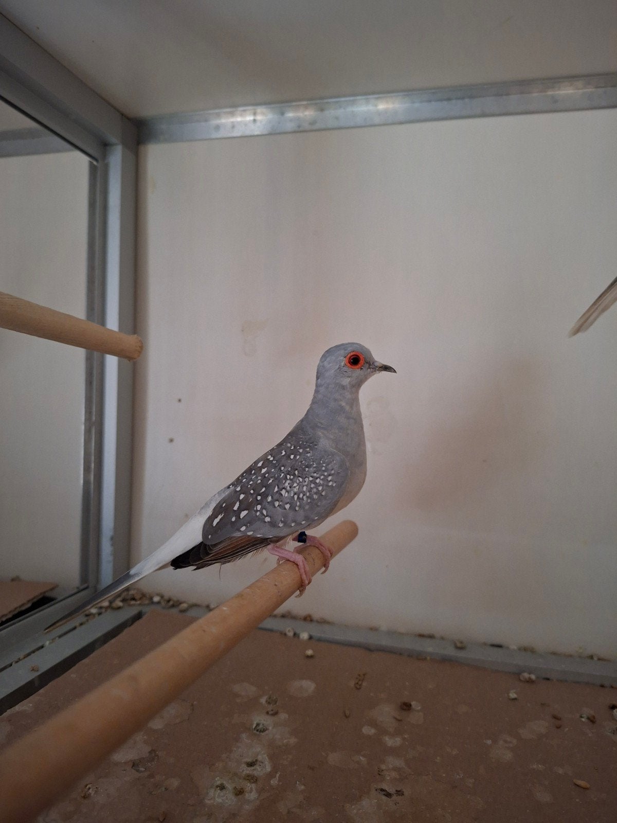 Koppel diamantduifjes, Dieren en Toebehoren, Vogels | Overige Vogels, Meerdere dieren, Tropenvogel