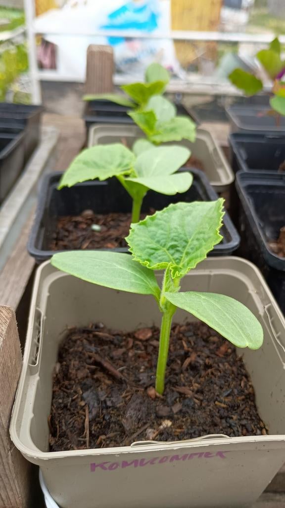 Komkommerplantjes - (biologischerwijze), Ophalen, Zomer, Eenjarig, Volle zon