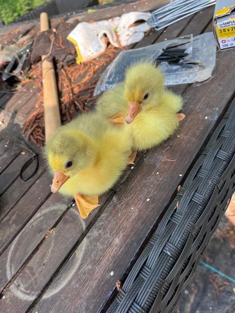Jonge pluimvee, Dieren en Toebehoren, Pluimvee, Kip, Meerdere dieren