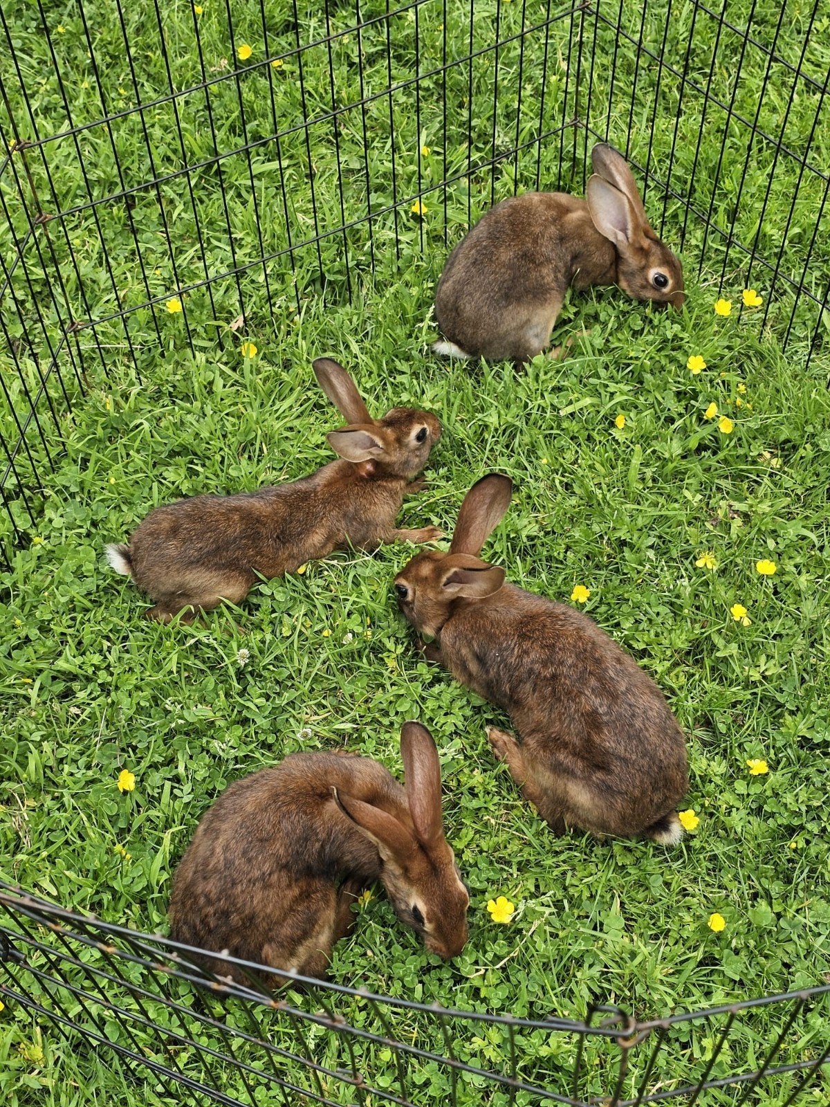 Belgische hazen te koop, Meerdere dieren, Groot
