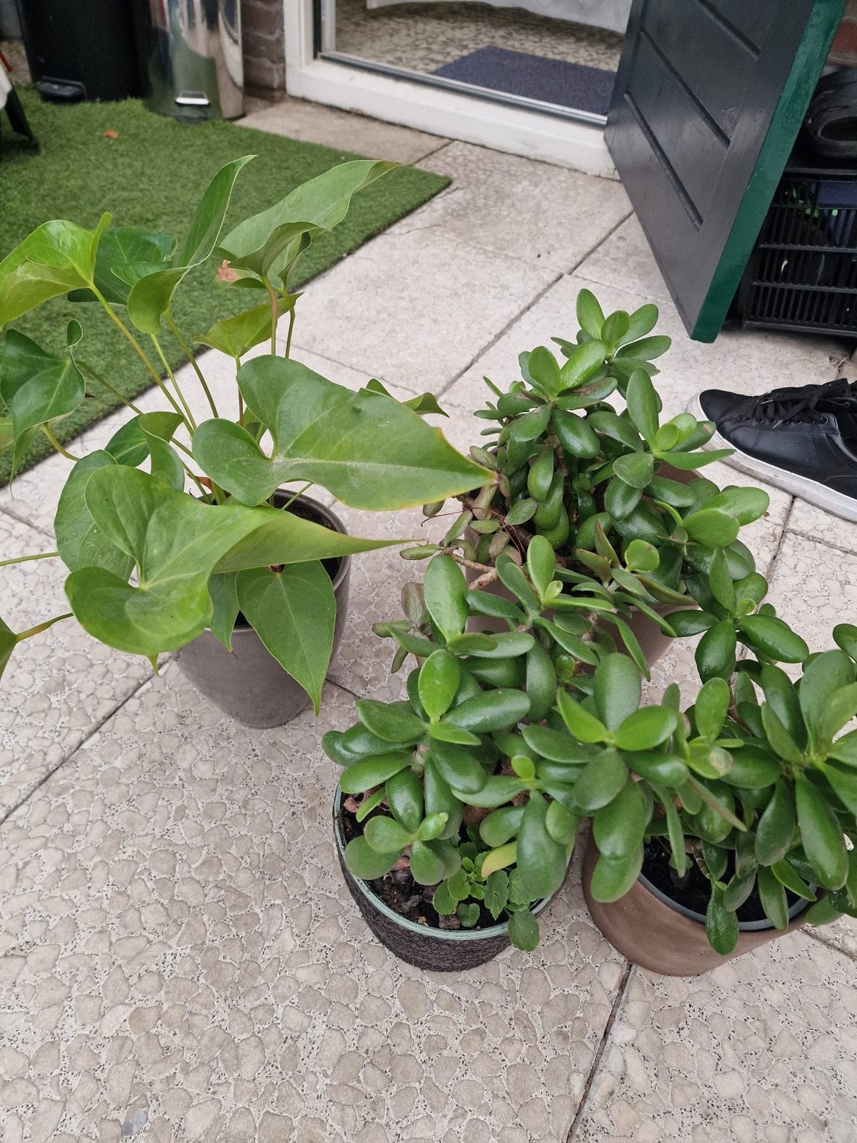 Diverse kamerplanten: Anthurium, Vetplanten en Coleus, Ophalen, Overige soorten, Halfschaduw, In pot