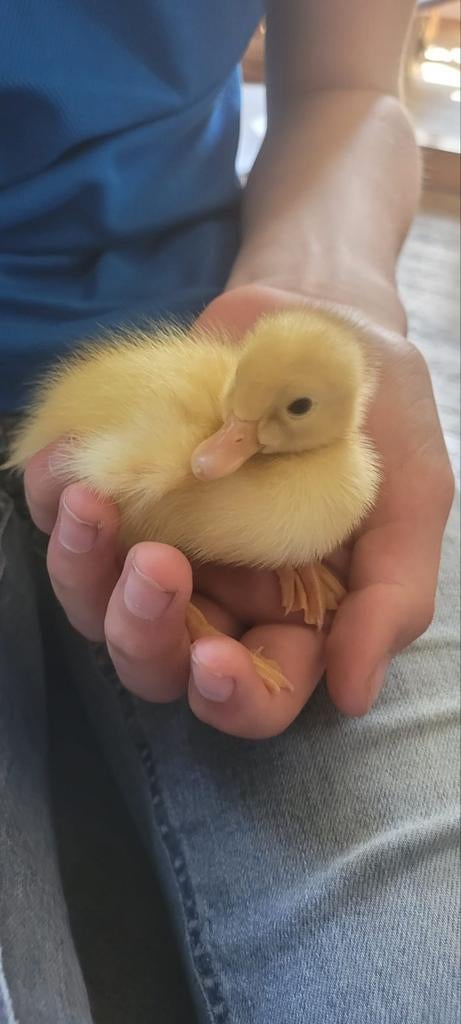 Loopeend pullen, Dieren en Toebehoren, Pluimvee, Meerdere dieren, Eend